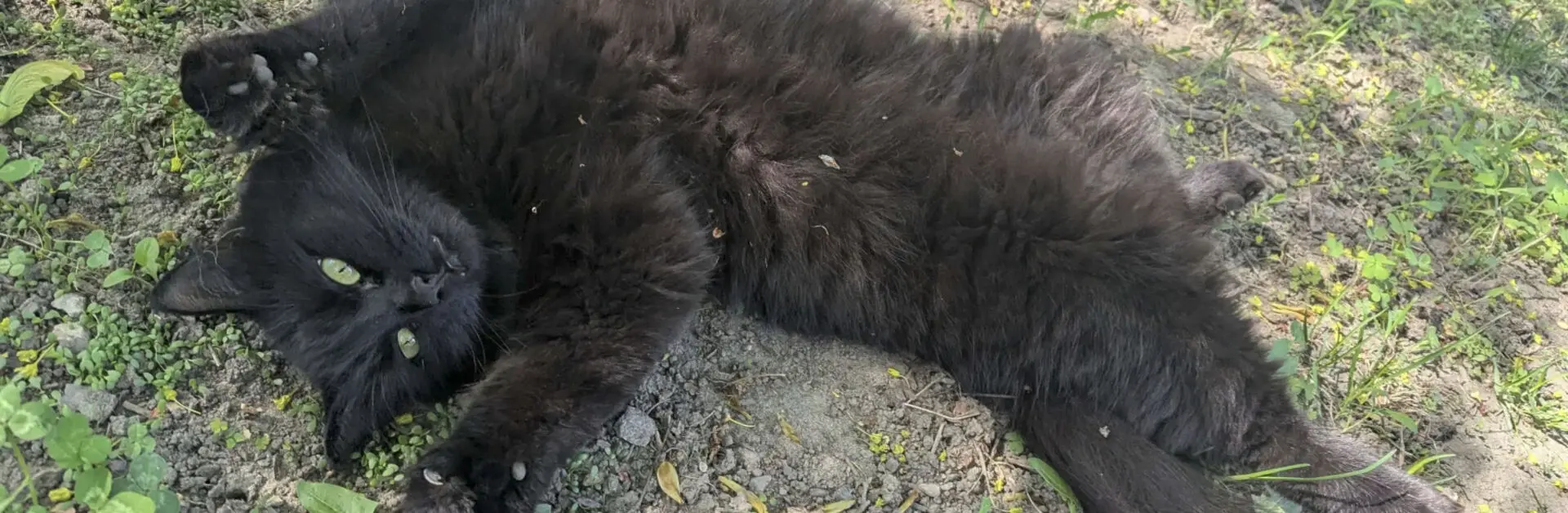 WE ARE A PET GARDENING HOME FOR ANIMALS.