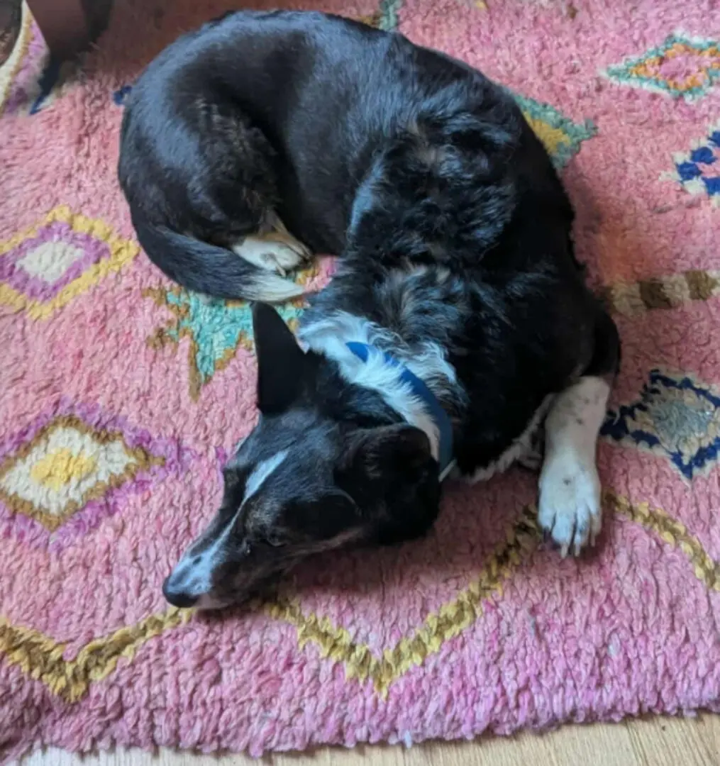 [NEW] Dog boarding